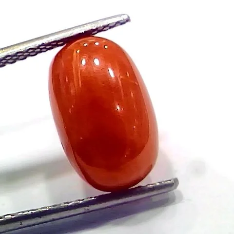 Ct Ratti Natural Italian Red Coral Moonga Gemstone