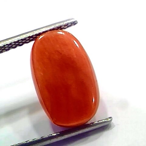 6.44 Ct 7.15 Ratti Natural Italian Red Coral Moonga Gemstone