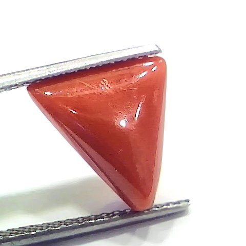 6.41 Ct 7.12 Ratti Natural Italian Triangle Red Coral Moonga Gemstone