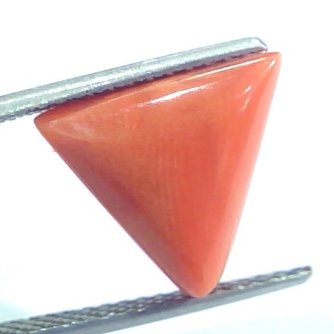6.43 Ct 10.7 Ratti Natural Italian Triangle Red Coral Moonga Gemstone