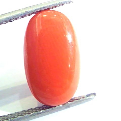 6.33 Ct Untreated Natural Premium Italian Red Coral AAAAA