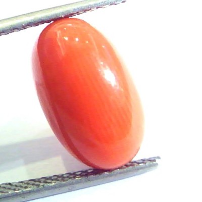 6.33 Ct Untreated Natural Premium Italian Red Coral AAAAA