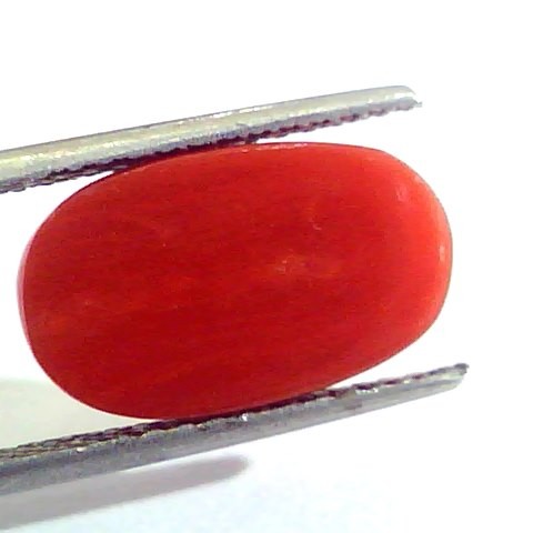 6.46 Ct Untreated Natural Premium Italian Red Coral AAAAA