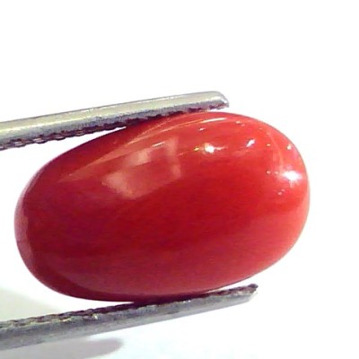 6.46 Ct Untreated Natural Premium Italian Red Coral AAAAA