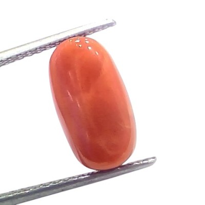 6.53 Ct 7.21 Ratti Natural Untreated Italian Red Coral Moonga Gems 6.53 Ct 7.21 Ratti Natural Untreated Italian Red Coral Moonga Gems