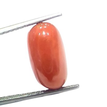 6.53 Ct 7.21 Ratti Natural Untreated Italian Red Coral Moonga Gems 6.53 Ct 7.21 Ratti Natural Untreated Italian Red Coral Moonga Gems