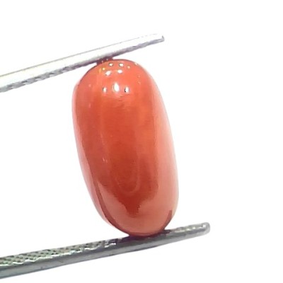 6.53 Ct 7.21 Ratti Natural Untreated Italian Red Coral Moonga Gems 6.53 Ct 7.21 Ratti Natural Untreated Italian Red Coral Moonga Gems