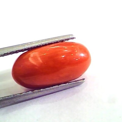 6.51 Carat Natural Italian Red Coral Moonga Gemstone AAAA