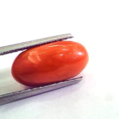 6.51 Carat Natural Italian Red Coral Moonga Gemstone AAAA