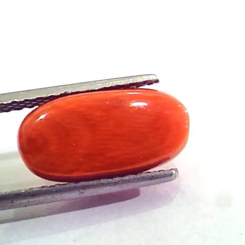6.51 Carat Natural Italian Red Coral Moonga Gemstone AAAA