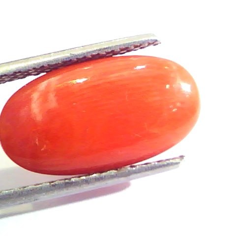 6.50 Ct Untreated Natural Premium Italian Red Coral AAAAA