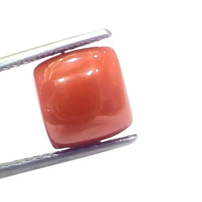 6.52 Ct 7.22 Ratti Natural Untreated Italian Red Coral Moonga Gems 6.52 Ct 7.22 Ratti Natural Untreated Italian Red Coral Moonga Gems