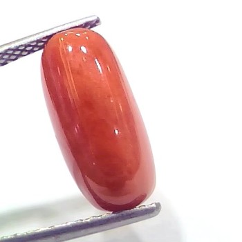 6.61 Ct 7.34 Ratti Natural Italian Red Coral Moonga Gemstone