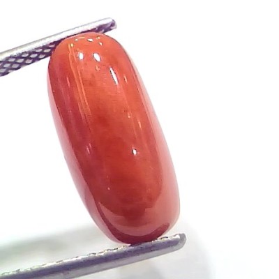 6.61 Ct 7.34 Ratti Natural Italian Red Coral Moonga Gemstone
