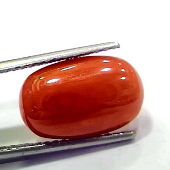 6.56 Ct 7.28 Ratti Natural Italian Red Coral Moonga Gemstone