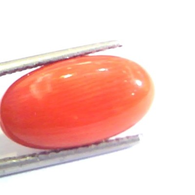 6.50 Ct Untreated Natural Premium Italian Red Coral AAAAA