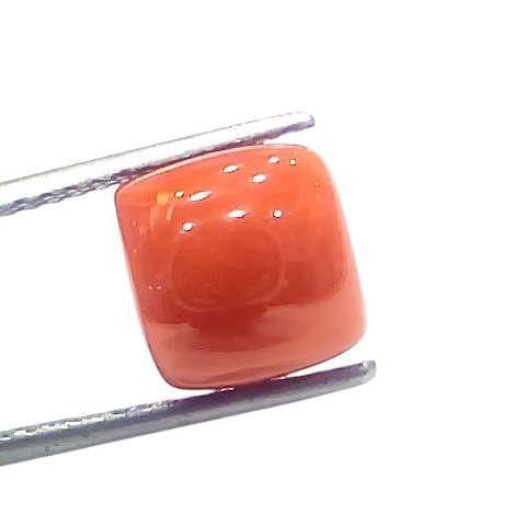 6.52 Ct 7.22 Ratti Natural Untreated Italian Red Coral Moonga Gems 6.52 Ct 7.22 Ratti Natural Untreated Italian Red Coral Moonga Gems