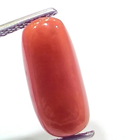 6.61 Ct 7.34 Ratti Natural Italian Red Coral Moonga Gemstone