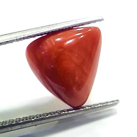 6.56 Ct 7.28 Ratti Natural Italian Triangle Red Coral Moonga Gemstone