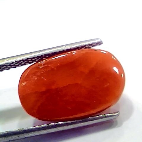 6.56 Ct 7.28 Ratti Natural Italian Red Coral Moonga Gemstone