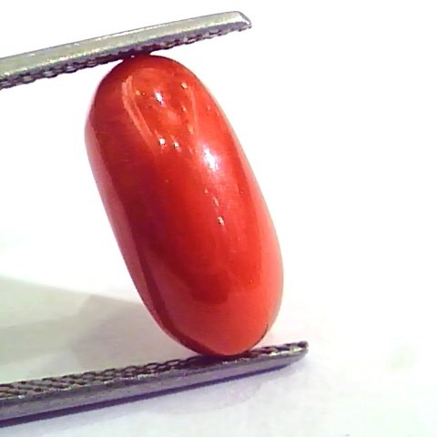 6.50 Carat Natural Italian Red Coral Moonga Gemstone AAAA
