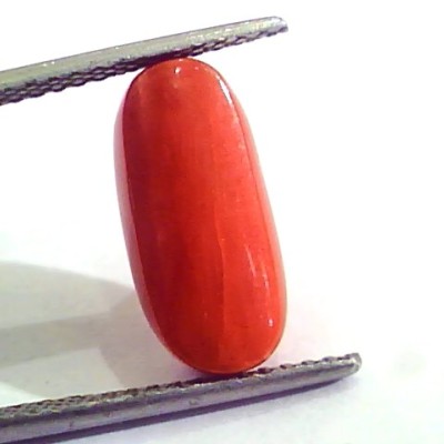 6.50 Carat Natural Italian Red Coral Moonga Gemstone AAAA