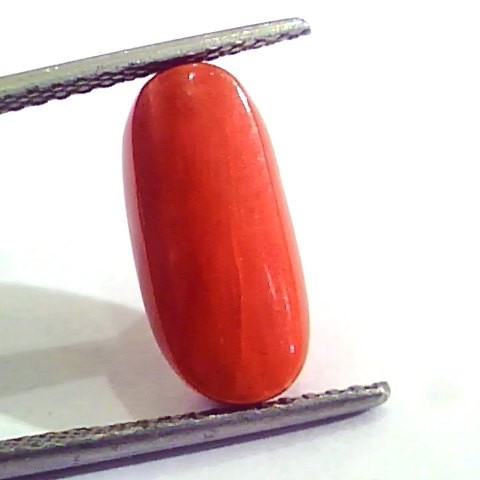 6.50 Carat Natural Italian Red Coral Moonga Gemstone AAAA