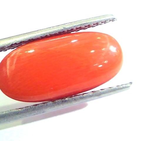 6.58 Ct Untreated Natural Premium Italian Red Coral AAAAA
