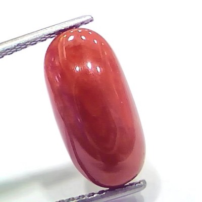 6.58 Ct 10.9 Ratti Natural Italian Red Coral Moonga Gemstone