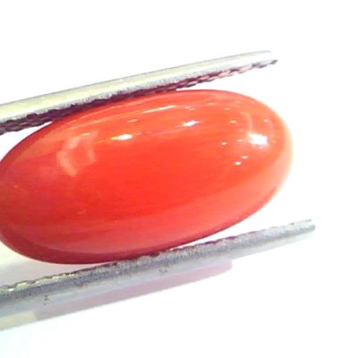 6.58 Ct Untreated Natural Premium Italian Red Coral AAAAA