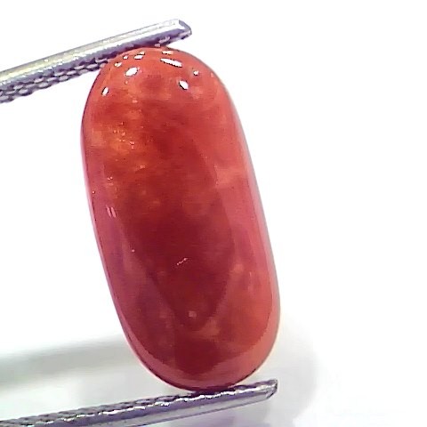 6.58 Ct 10.9 Ratti Natural Italian Red Coral Moonga Gemstone