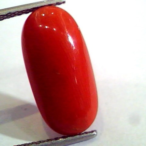 6.58 Ct Untreated Natural Premium Italian Red Coral AAAAA