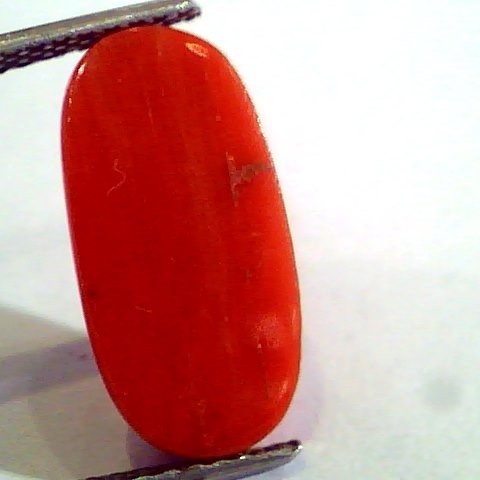 6.58 Ct Untreated Natural Premium Italian Red Coral AAAAA