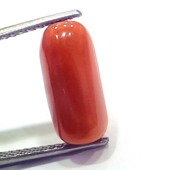 6.60 Ct 7.33 Ratti Natural Italian Red Coral Moonga Gemstone