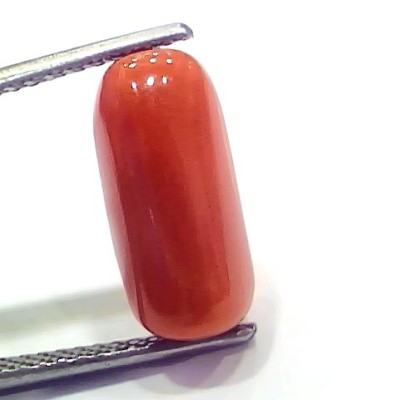 6.60 Ct 7.33 Ratti Natural Italian Red Coral Moonga Gemstone