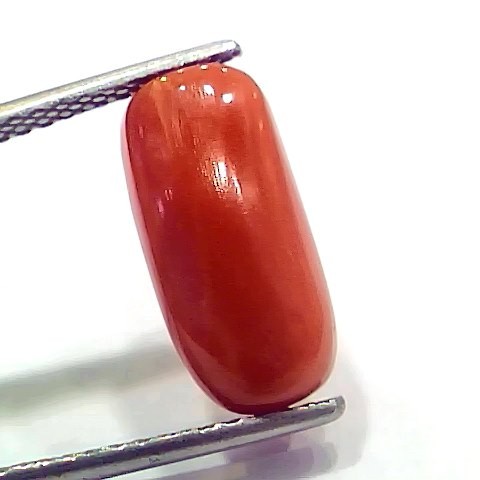 6.60 Ct 7.33 Ratti Natural Italian Red Coral Moonga Gemstone