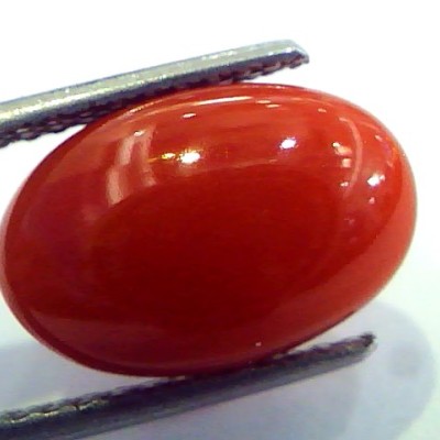 6.66 Ct Top Grade Premium Untreated Natural Japan Red Coral Gemstone