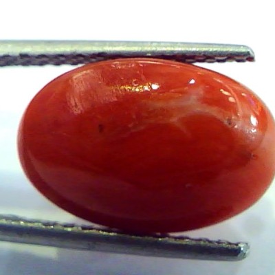 6.66 Ct Top Grade Premium Untreated Natural Japan Red Coral Gemstone