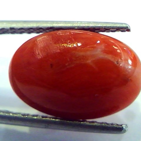 6.66 Ct Top Grade Premium Untreated Natural Japan Red Coral Gemstone