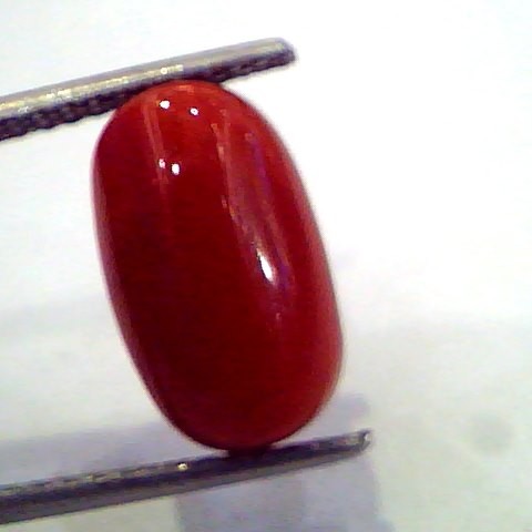 6.62 Ct Untreated Natural Premium Red Italian coral AAA