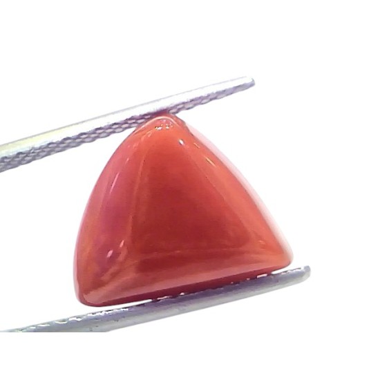 6.68 Ct Natural Italian Triangle Red Coral Trikon Moonga Gemstone