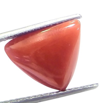 6.68 Ct Natural Italian Triangle Red Coral Trikon Moonga Gemstone 6.68 Ct Natural Italian Triangle Red Coral Trikon Moonga Gemstone