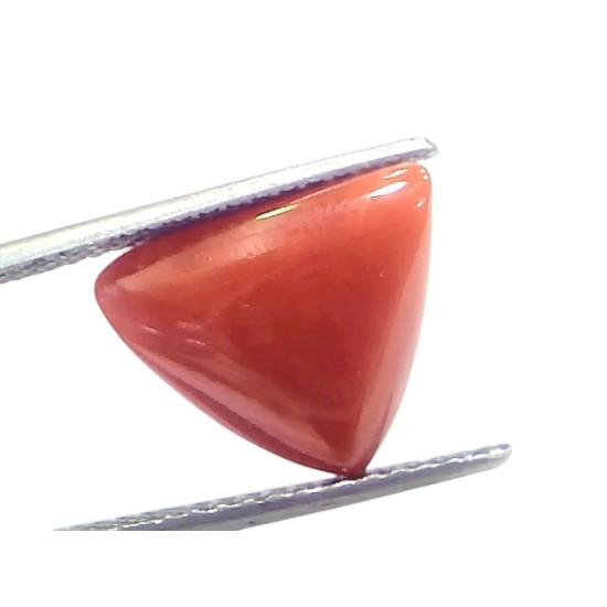 6.68 Ct Natural Italian Triangle Red Coral Trikon Moonga Gemstone