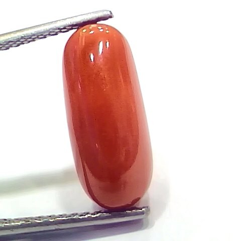 6.75 Ct 11.16 Ratti Natural Italian Red Coral Moonga Gemstone