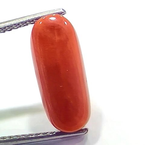 6.75 Ct 11.16 Ratti Natural Italian Red Coral Moonga Gemstone