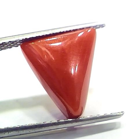6.69 Ct 7.43 Ratti Natural Italian Triangle Red Coral Moonga Gemstone