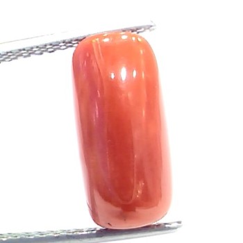 6.68 Ct 7.42 Ratti Natural Italian Red Coral Moonga Gemstone