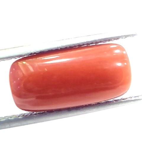 6.68 Ct 7.42 Ratti Natural Italian Red Coral Moonga Gemstone