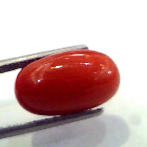6.72 Ct Untreated Natural Premium Red Italian Coral AAA