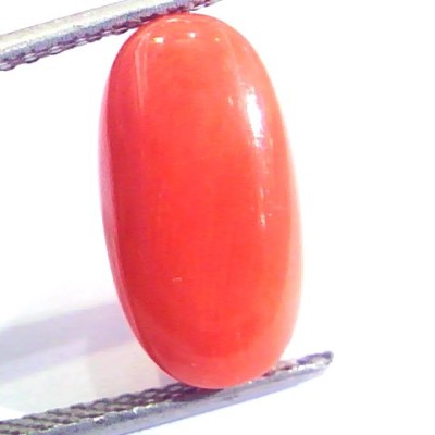 6.83 Ct Untreated Natural Premium Italian Red Coral AAAAA